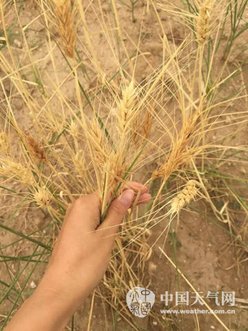 内蒙古干旱持续百万人受灾 农作物减产成定局